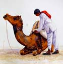 camel with man