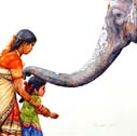 mother and girl elephant wish